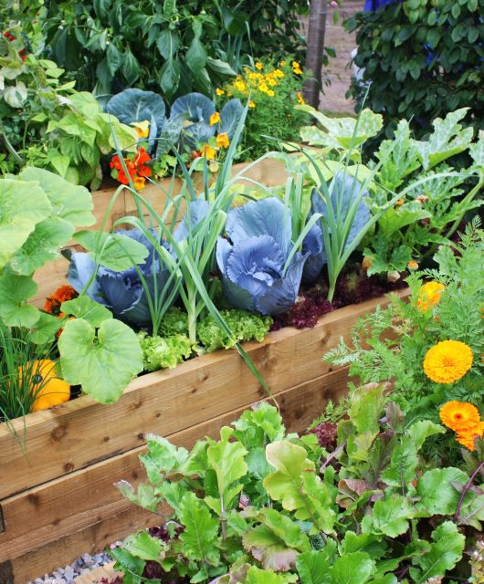 Odpudzovanie škodcov za pomoci byliniek