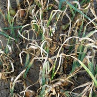 peronospóra na cibuli