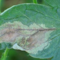 peronospóra na liste
