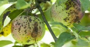 Chrastavitosť jadrovín na jabloni