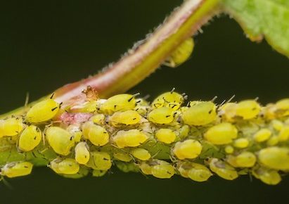 Ekologicky proti jarným ochoreniam stromov