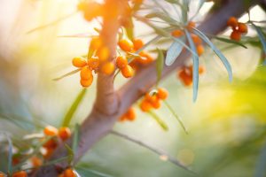rakytník Hippophae rhamnoides
